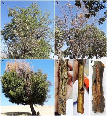 Taxonomy and pathogenicity of fungi associated with oak decline in northern and central Zagros forests of Iran with emphasis on coelomycetous species